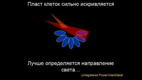 10 причин почему антиэволюционисты не правы