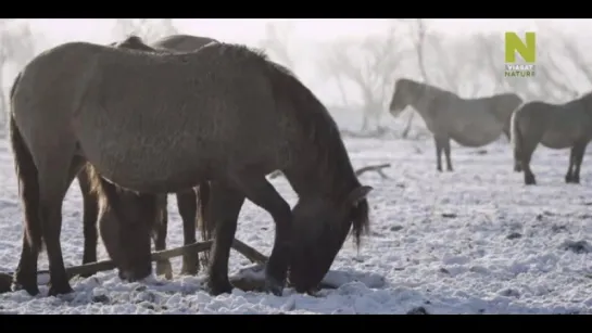 Дикая природа Нидерландов / De Nieuwe Wildernis (2013) 02. Лето - пора взрослеть / Zomer op eigen benen