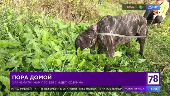 Рубрика "Пора домой" в "Полезном утре"