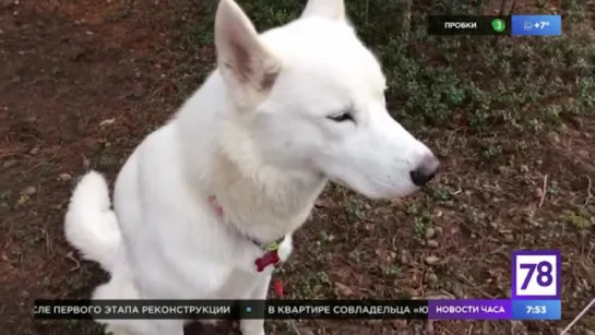 Зверинец в программе "Полезное утро"