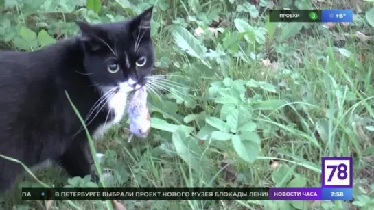 Зверинец в программе "Полезное утро"