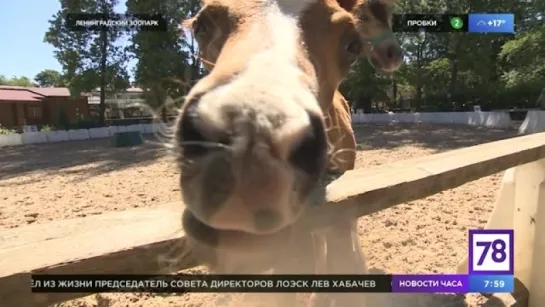 Зверское утро: Император из Ленинградского зоопарка