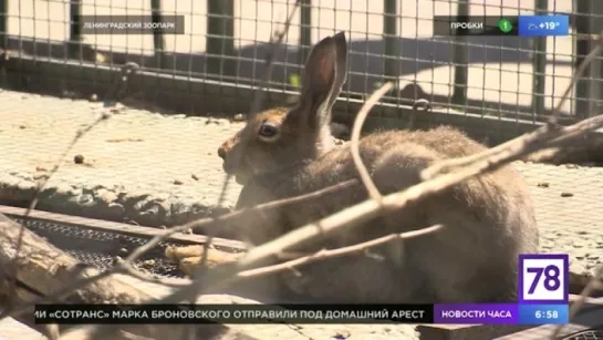 Зверское утро: зайцы беляки