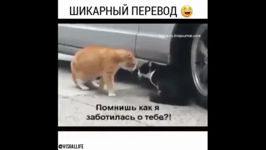 шикарный перевод