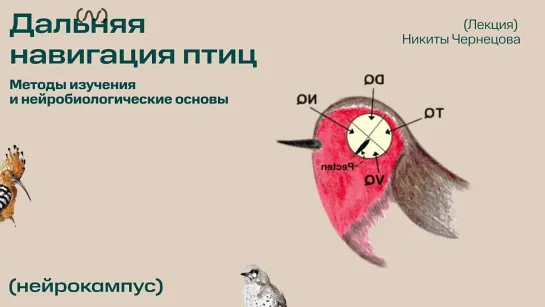 Дальняя навигация птиц- методы изучения и нейробиологические основы. @birdslovers