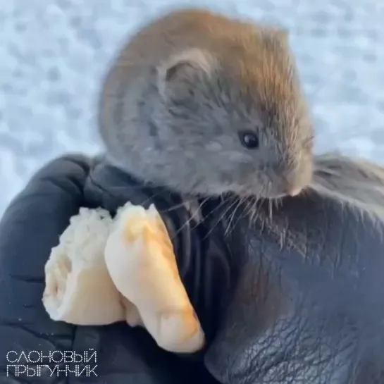 Видео от Слоновый прыгунчик