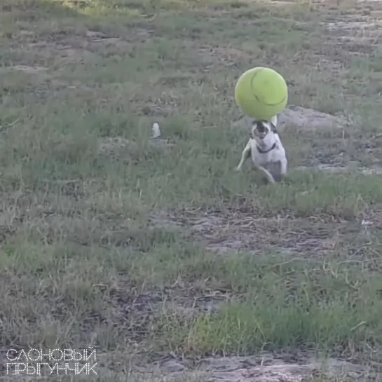 Видео от Слоновый прыгунчик