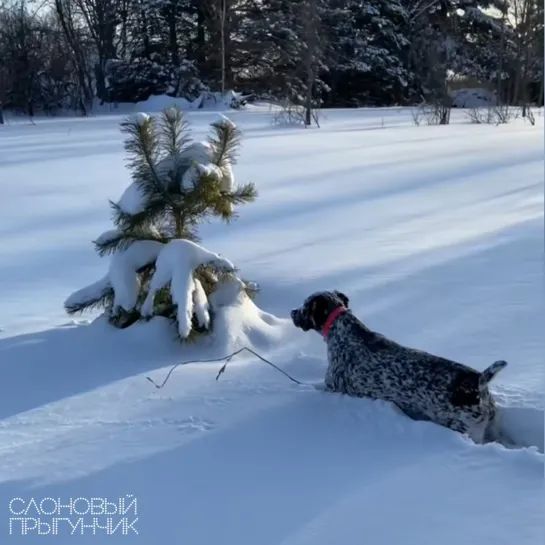 Видео от Слоновый прыгунчик