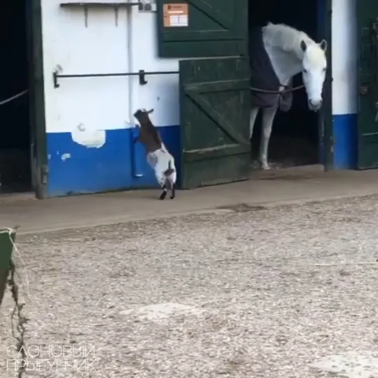 Видео от Слоновый прыгунчик