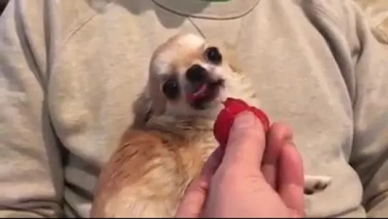 Chihuahua vs. strawberry.