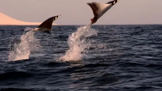 BBC One Shark Mobula Ray Splashing (2015)