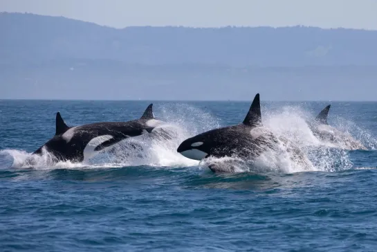 Косатки (Orcinus orca)