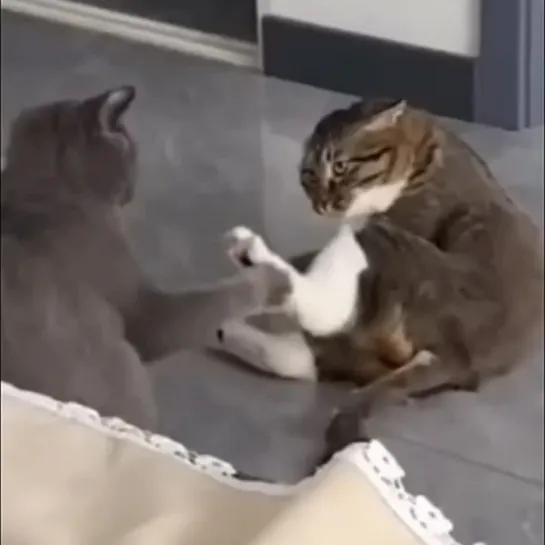 Kung Fu Cats