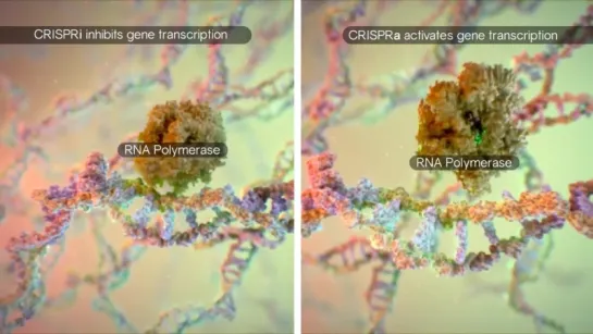 CRISPR technology for genome editing