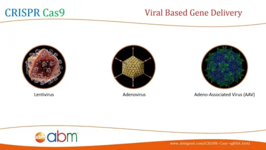 2) CRISPR Cas9 - Methods and Tools