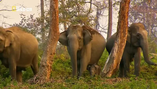 Wild Secrets of Wild. India Elephant Kingdom (film 1)