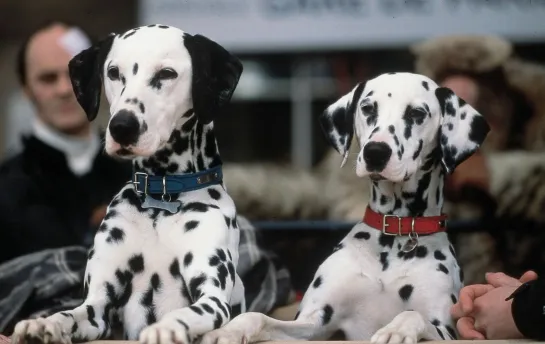 102 Далматинца  / 102 Dalmatians (2000 США) 2001) комедия приключения дети в кино