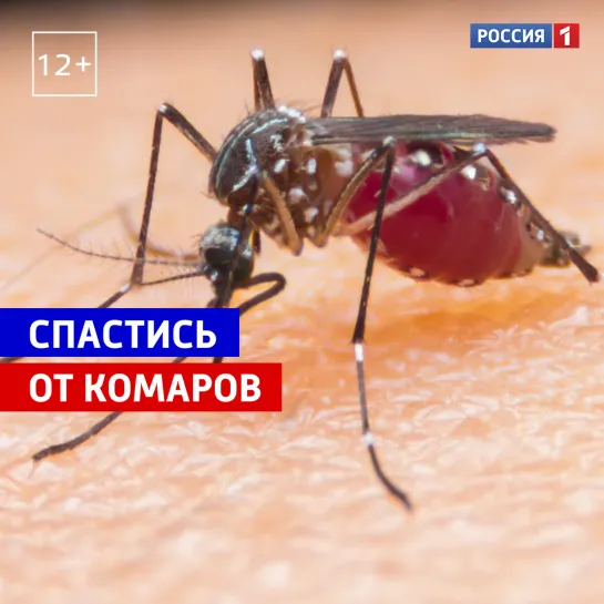 Как бороться с комарами — Россия 1