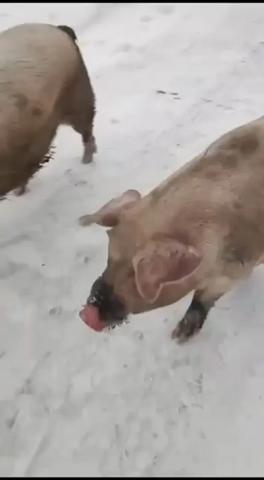 Видео от ТОПОР — Хранилище