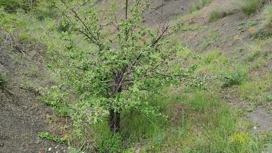 Продолжаю сажать лесосады в горах!