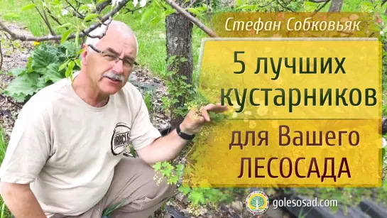 5 лучших кустарников для вашего лесосада!