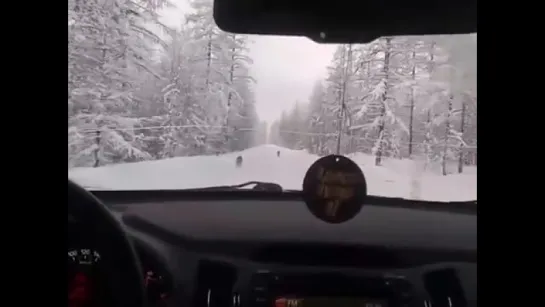 Волки на трассе Мирный - Чернышевский ( 02.01.2017 ) ...