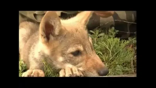 Волчица по имени Дайя ...