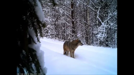 Волки на Тропе ...