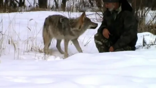 Хороший Егерь и с Волками в мире ...