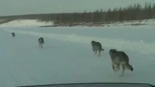 Стая Волков бежит по трассе ...