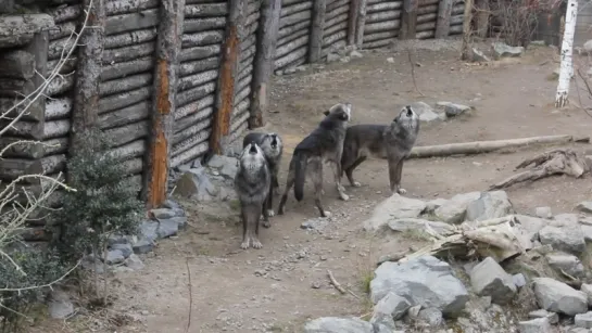 Волчья стая в зоопарке ...