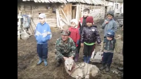 Башкирский охотник , волк ...