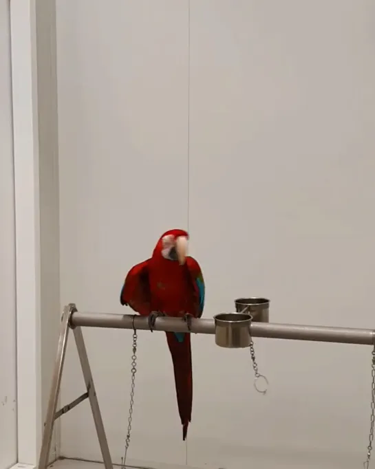 💕🦜 Звук Волшебства