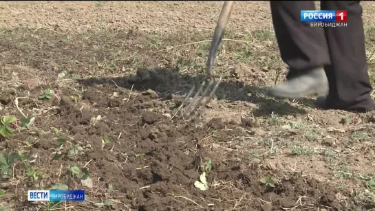 МНОГИЕ САДОВОДЫ И ОГОРОДНИКИ УСТРОИЛИ 1 МАЯ НАСТОЯЩИЙ ДЕНЬ ТРУДА.