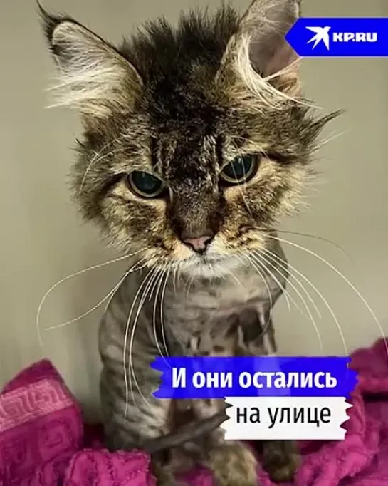 ЧЕТЫРЕХЛАПЫЕ БЕЖЕНЦЫ.