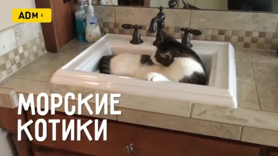 Морские котики