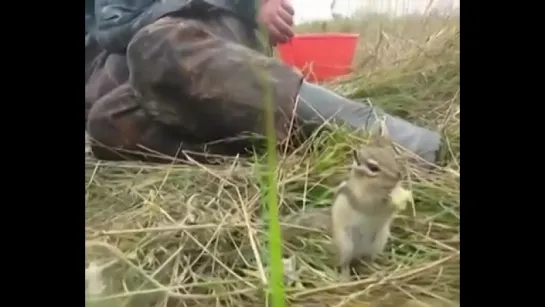 Бурундук кушает картошку с мужиками