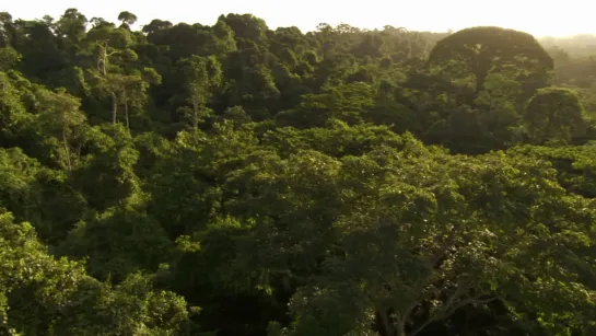 BBC | Natural World 2010 The Monkey-Eating Eagle of the Orinoco