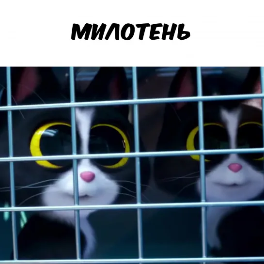 Котейки