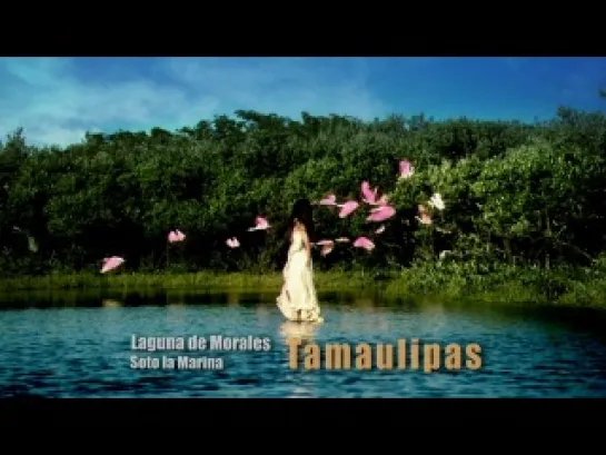 6. TAMAULIPAS 3" HD STARS OF THE BICENTENNIAL