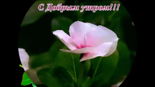 •⊰◄═╬₪✨🌺✨⊱ •Доброе утро• ⊰✨🌺✨₪╬═►•⊰