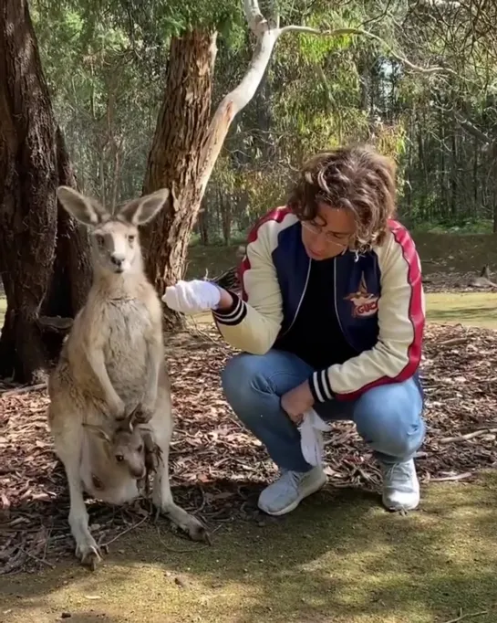 maximgalkinru Кенгуру и тасманский дьявол 🦘