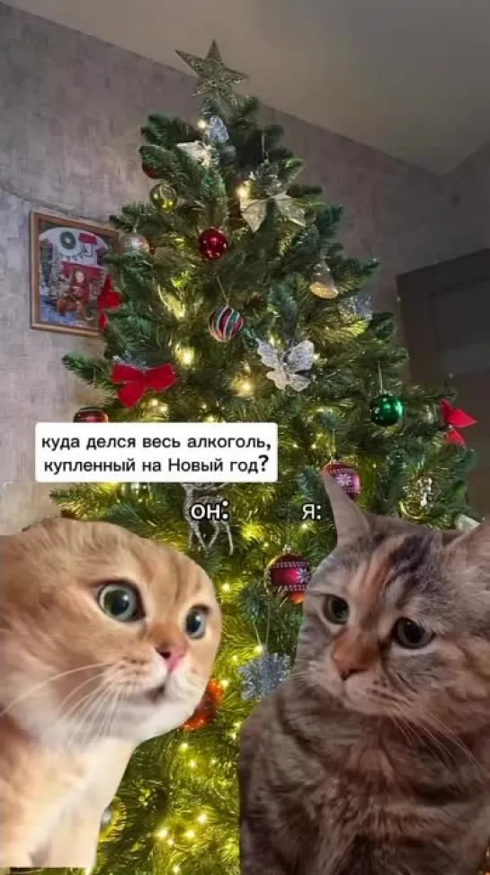 котеки НГ