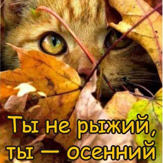 Хорошего позитивного осеннего дня 🍁¸.◦✿ஜ 🍂🍁 🍁🍂 ஜ✿◦.¸🍁◦