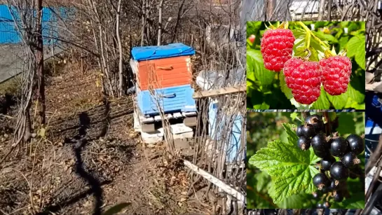 ОКТЯБРЬ НА ДАЧЕ: как правильно пасынковать смородину и малину?!