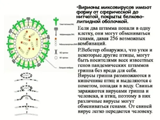 Нобелевская премия по физиологии или медицине 2014: Путешествие к энторинальной коре