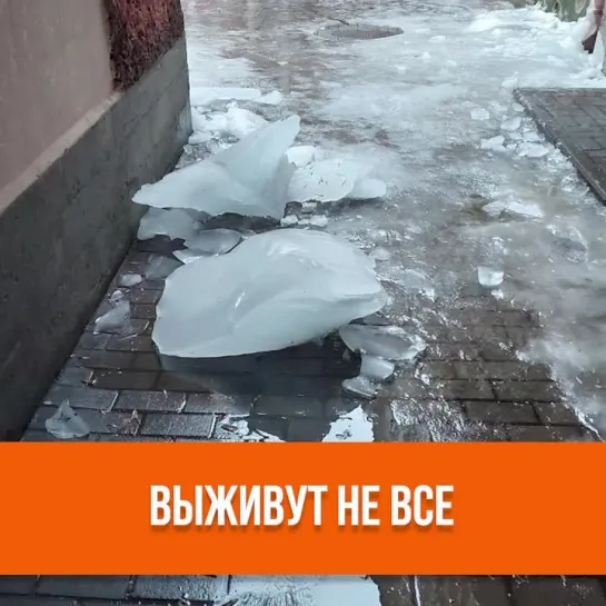 Выживут не все