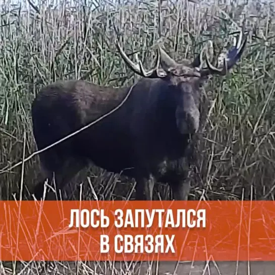 Лось запутался в связях