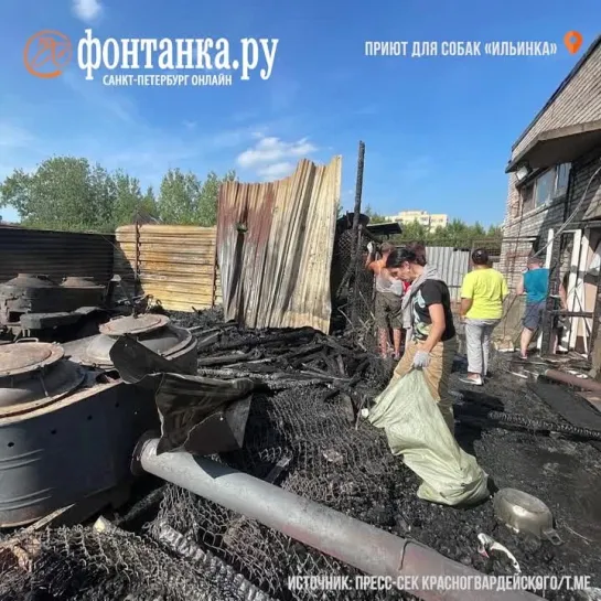 Пожар в собачьем приюте