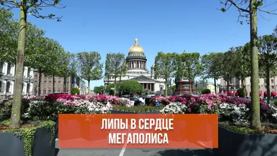 Липы в сердце мегаполиса